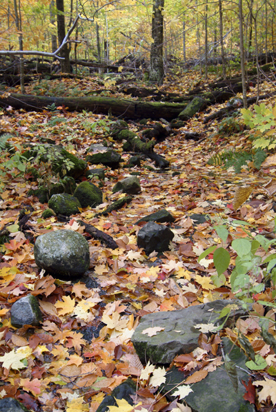 Shoji-it fall color images